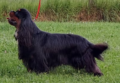 Étalon Cavalier King Charles Spaniel - Un Tramway Nommé Désir du Jardin de Claire