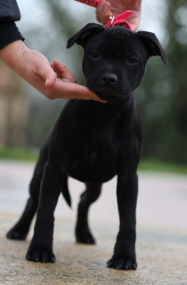Étalon Staffordshire Bull Terrier - Ad vitam æternam Du Domaine Des Juraires