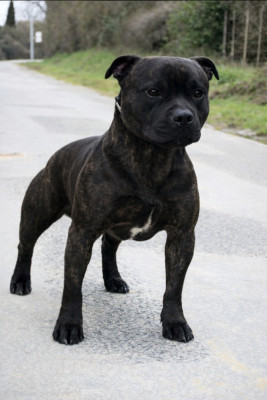 Étalon Staffordshire Bull Terrier - Saïko Du Domaine Des Juraires
