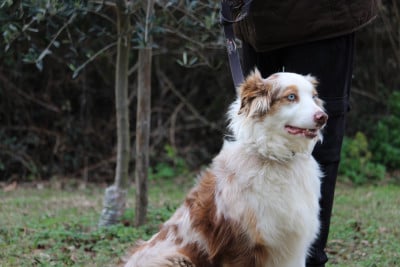 Étalon Berger Australien - VENUS (Sans Affixe)