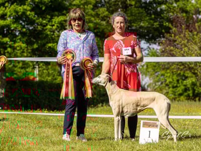 Étalon Sloughi - CH. Jitane-imi de la dehannaie