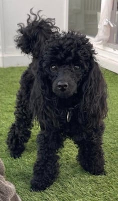 VOLGA Du domaine de la furka