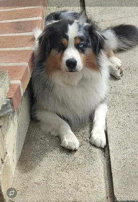 Étalon Berger Australien - TWISTER de l'opalyne des pierres précieuses