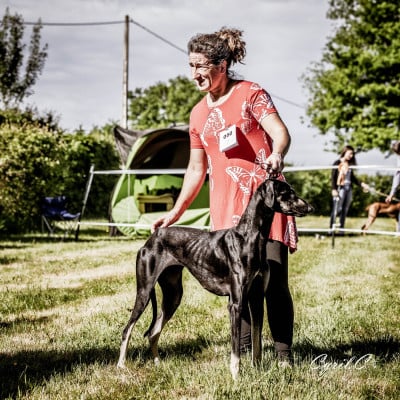 Étalon Sloughi - Amissah Origen charm