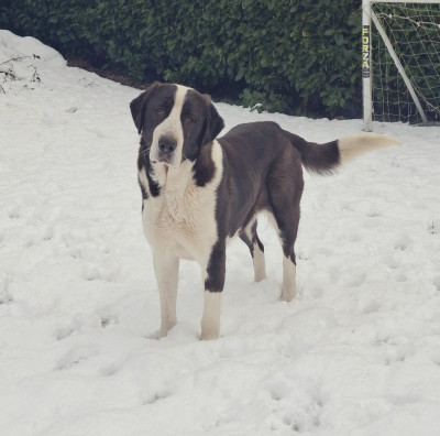 Étalon Berger d'Asie Centrale - Dinna SIRIUS DYNASTY