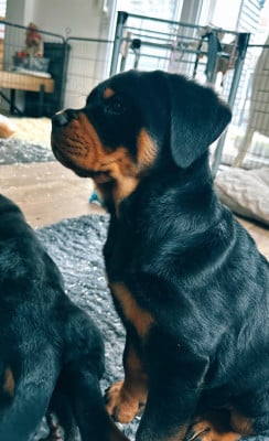 Étalon Rottweiler - Alysse Des Gardiens De Molhinssy