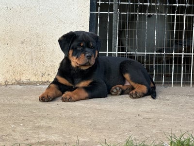 Étalon Rottweiler - Ash of Phoenix Des Gardiens De Molhinssy