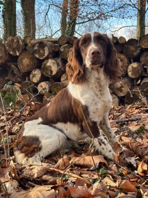 Étalon English Springer Spaniel - Abby Des Terres De Beaulieu