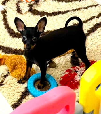 Étalon Russkiy Toy (Petit Chien Russe) - Acya-siberia au Royaume D'ultra