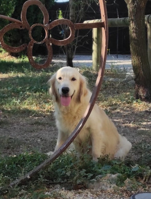 Étalon Golden Retriever - Solenne de la Vallée de la Garde