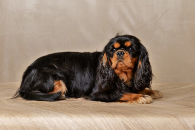 Étalon Cavalier King Charles Spaniel - vicky elevage des ducs de champagne