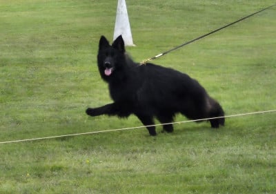 Étalon Berger Allemand Poil Long - VIXEN de L'Etang de Freville