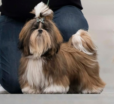 Étalon Shih Tzu - A star is born Les Marcq Aux Poils