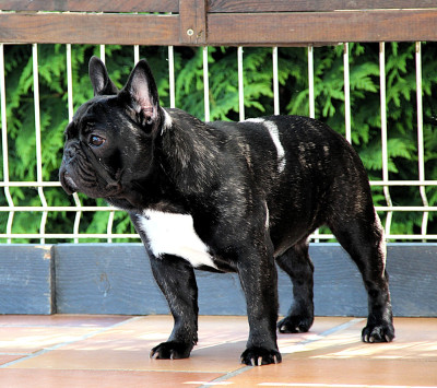 Étalon Bouledogue français - Isabel de Iberico Bulls