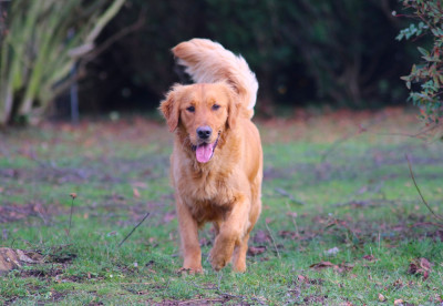 Étalon Golden Retriever - Volga des étoiles de Woodcock