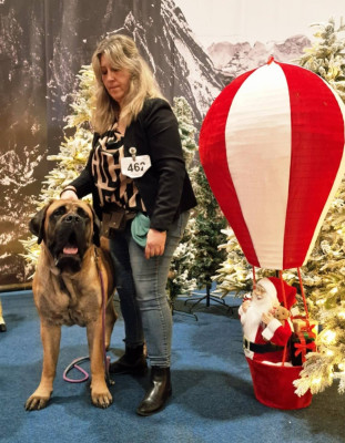 Étalon Mastiff - CH. Xactly What I hope Hermione La Vallée Des Mountches