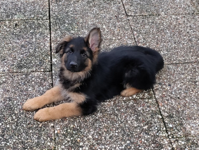 Étalon Berger Allemand Poil Long - ANNY AZALÉE du domaine de Locus