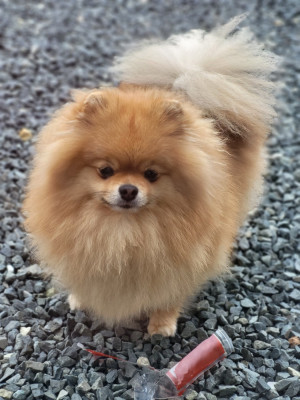 Étalon Spitz allemand - Talya du Diamant d'Or