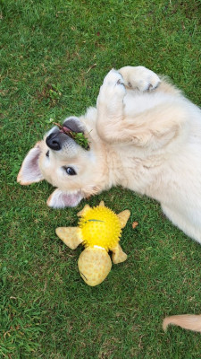 Étalon Golden Retriever - Arome Cannelle (dit Chanel) Du Pré Figeac