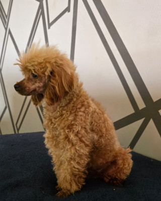 Étalon Caniche - Eliot von komar