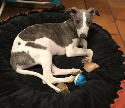 Étalon Whippet - Alysse dite AIMY Du Petit Bois De Klaszoly