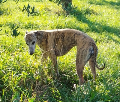 Étalon Whippet - Un trésor bien caché Du Domaine De Tinuchka