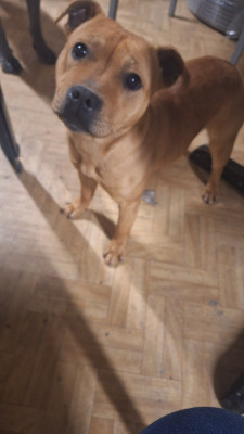 Étalon Staffordshire Bull Terrier - Vicky La vallee des sages