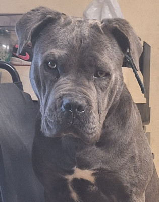 Étalon Staffordshire Bull Terrier - Unjoy Des Trois Chevrons D'Or