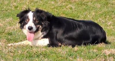 Étalon Border Collie - Twix pin-up Des Vignes Roses