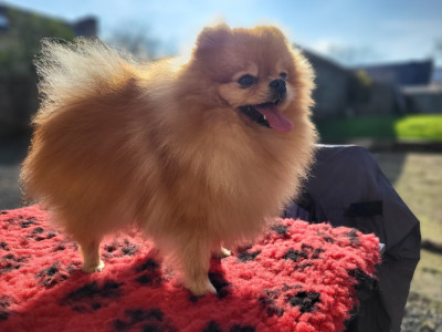 Étalon Spitz allemand - Tweeny Du Domaine Des Cassanos