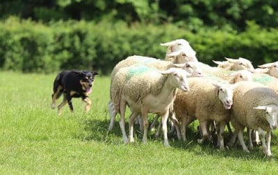 Étalon Australian Kelpie - Ringarooma Ripper