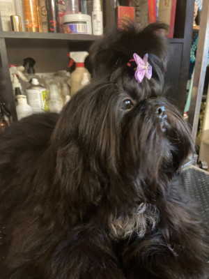 Étalon Shih Tzu - Aston Du Domaine Des Joyaux Tibétains