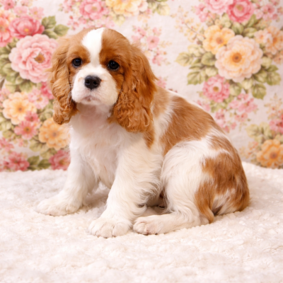 Étalon Cavalier King Charles Spaniel - AUTUMN Du clos kemorick