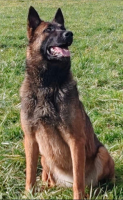 Étalon Berger Belge - Telsy pop vom Schloss Rickens