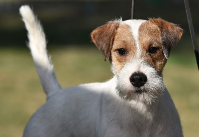 Étalon Parson Russell Terrier - UPSIDE LOVE URUS De La Cité Du Bolwerk
