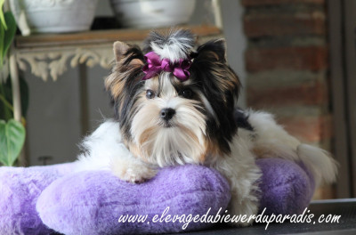 Étalon Biewer Terrier - DOLCE VITA Klan Biewer Rott (Sans Affixe)