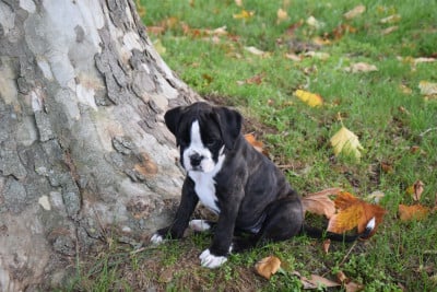 Étalon Boxer - Arwenn Du Domaine De Lallybrock