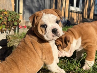 Étalon Bulldog continental - Apple du val de gloire