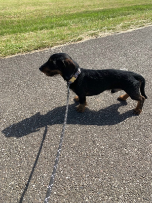 Étalon Teckel poil dur - O'léone Du Domaine Aurora Borealis