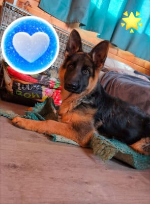 Étalon Berger Allemand - Auhana Du Buisson Chardin