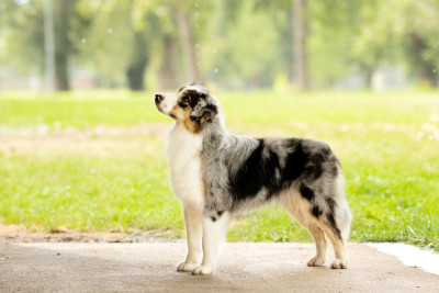 Étalon Berger Australien - Vvho matters des terres de Laumeneel