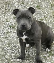 Étalon Staffordshire Bull Terrier - Vénus (Sans Affixe)