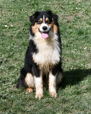 Étalon Berger Australien - (Sans Affixe) Evereven Ultra Blue Drago