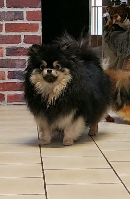 Étalon Bouledogue français - Fiera rossi Kuzia