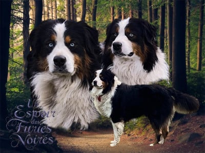 Étalon Berger Australien - Un Espoir Des Furies Noires