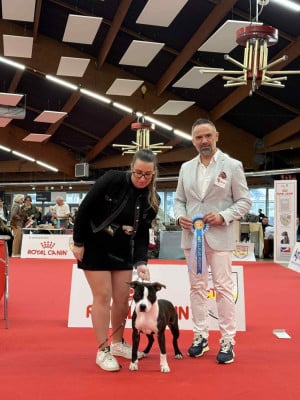 Étalon American Staffordshire Terrier - A Little Avenger Brindel Mighty Red Kennel