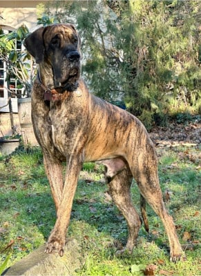 CH. DANCING IN THE DARK IN FLAGRANTI