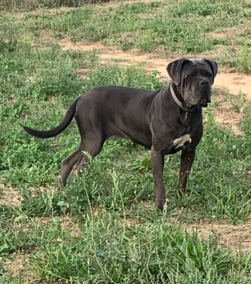 Étalon Cane Corso - Tia de la casa del diablo (Sans Affixe)
