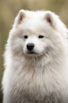 Étalon Samoyède - radost zhizni Shooting star