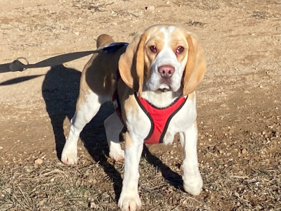 Étalon Beagle - Vénus du Rallie Sainte Baume